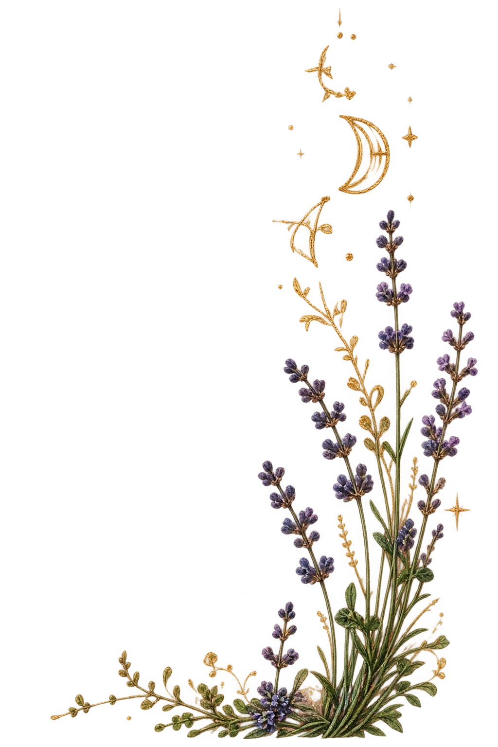 лавандула-1